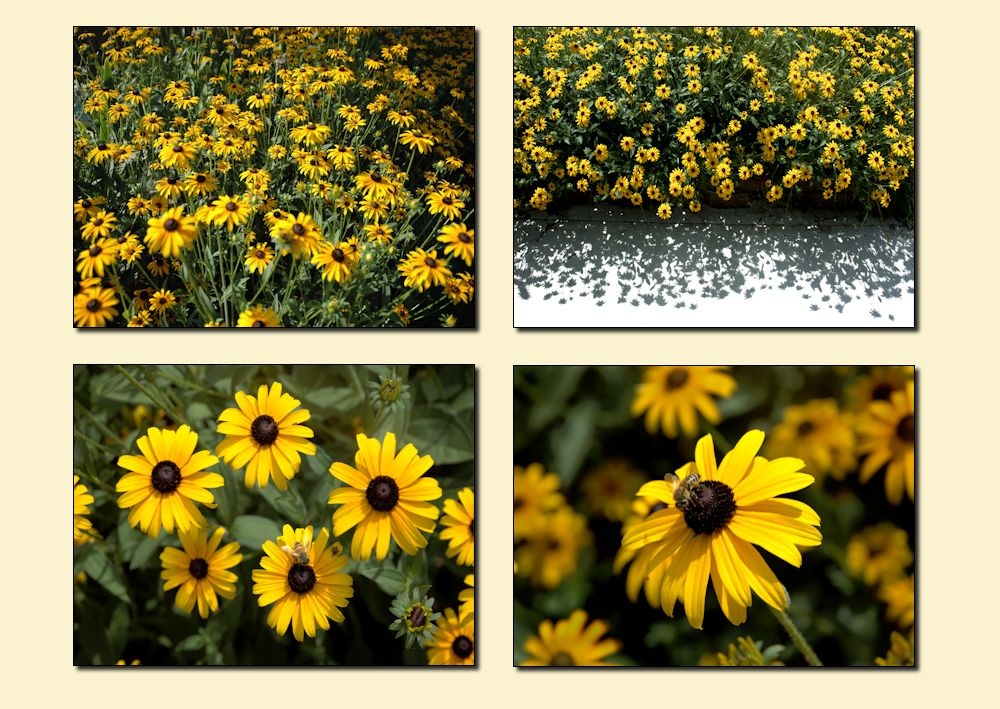 rudbeckia collection