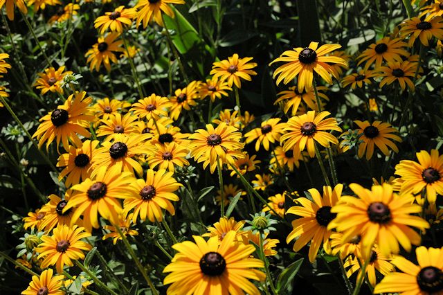 rudbeckia