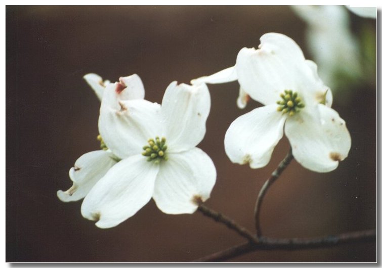 dogwood2