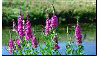 loosestrife